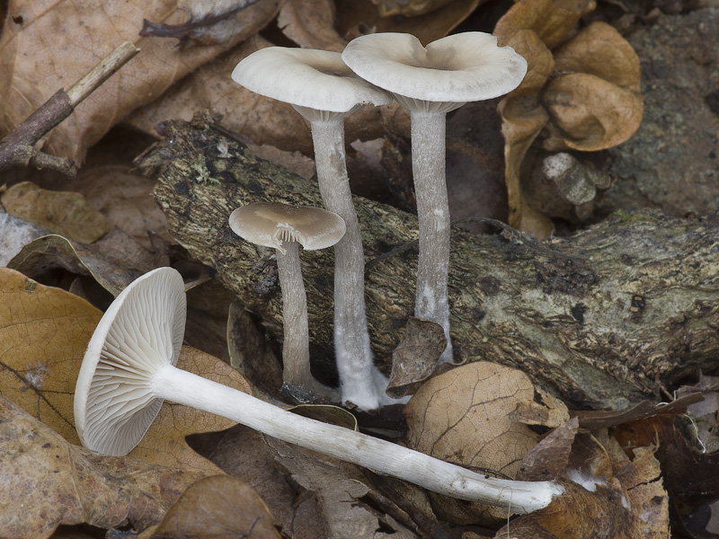 Clitocybe metachroa